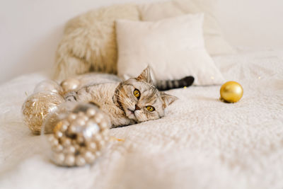 A cat of the scottish straight cat breed sits on a bed. good new year spirit.