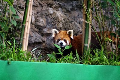 Close-up of animal head in farm