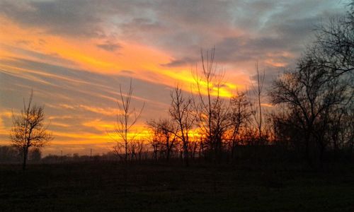 Silhouette of trees at sunset