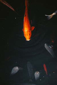 High angle view of koi carps swimming in pond