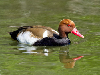 Duck swimming in lake