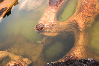 Close-up of crocodile in the lake