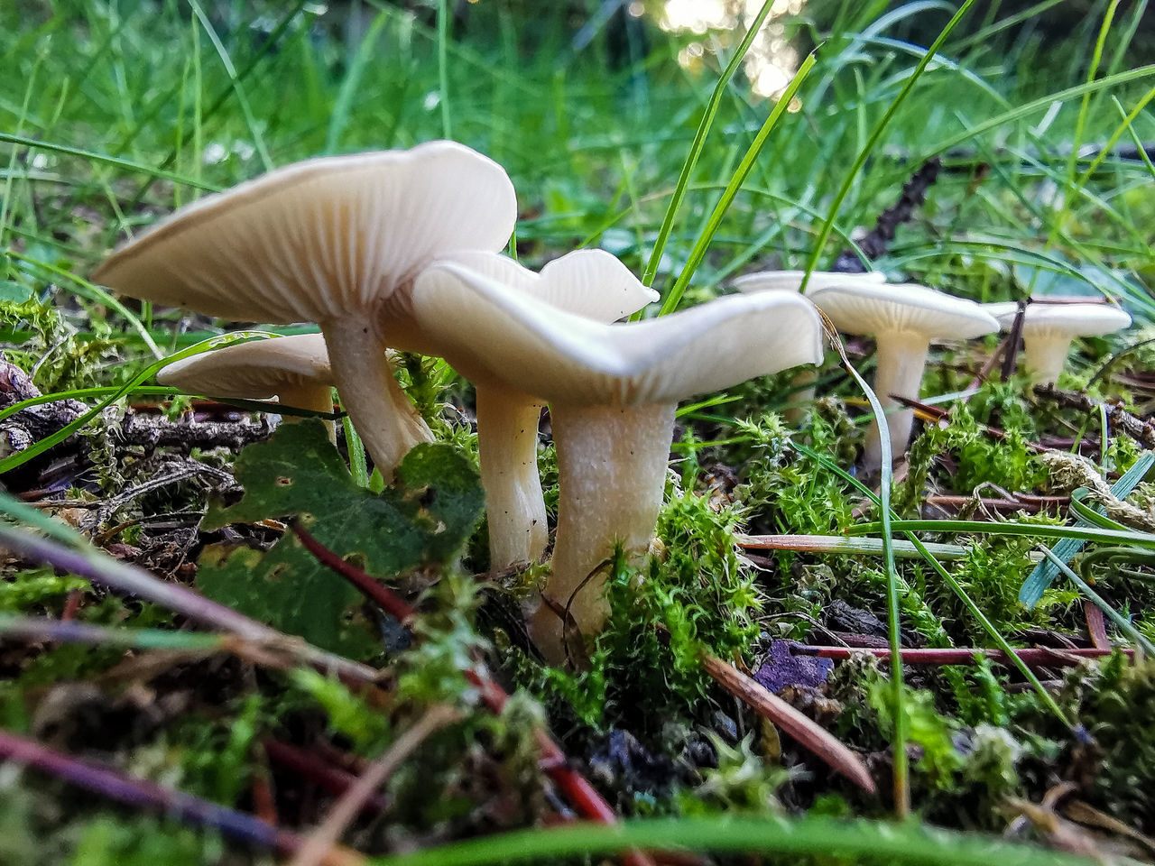 mushroom, fungus, forest, plant, nature, vegetable, woodland, growth, natural environment, food, toadstool, grass, land, agaricaceae, oyster mushroom, edible mushroom, no people, day, rainforest, tree, close-up, field, white, selective focus, beauty in nature, green, moss, bolete, penny bun, agaricus, outdoors, flower, freshness, surface level, jungle, food and drink