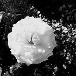 High angle view of white rose on plant