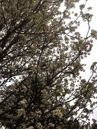 Low angle view of trees against sky