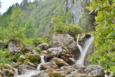 Scenic view of waterfall in forest