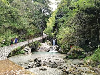 River flowing through forest