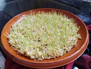 High angle view of salad in plate