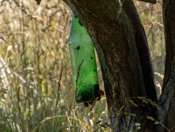 Close-up of bird perching on tree trunk