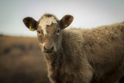 Close-up portrait of sheep on field against sky