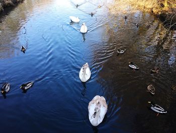 High angle view of ducks in lake