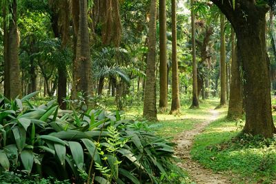 Trees in forest