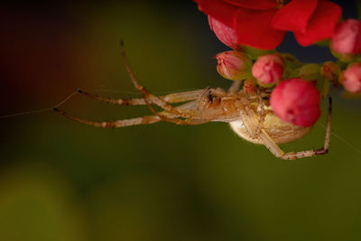 Close-up of spider on flower