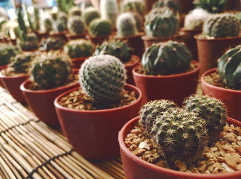 Close-up of succulent plants in pot