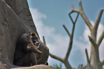 Low angle view of monkey against sky