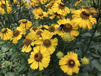 Close-up of honey bee on yellow flowering plant