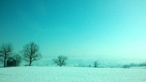 Trees against clear blue sky during winter