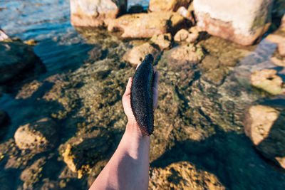 Cropped hand holding sea cucumber