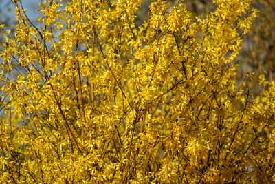 Close-up of yellow flowering plants