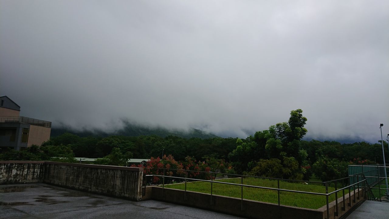 SCENIC VIEW OF GREEN TREES AGAINST SKY