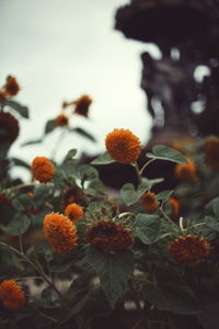 Close-up of orange flowers blooming outdoors