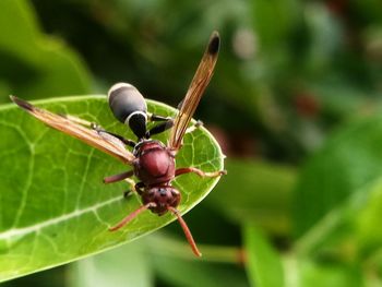 Close-up of insect on plant