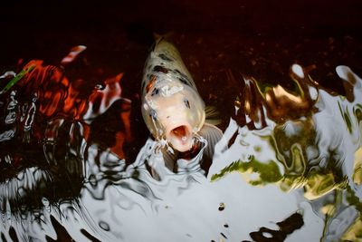 High angle view of koi carps swimming in lake