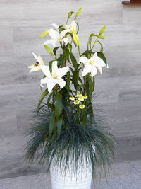 Close-up of white flowering plant in vase