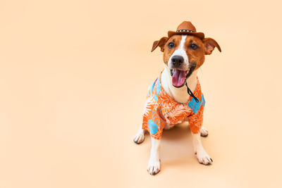 Portrait of dog against white background