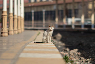 Cat sitting on footpath
