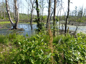 Scenic view of lake in forest