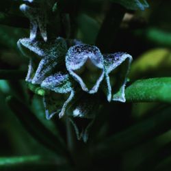 Close-up of frozen plant