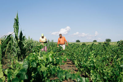 Rear view of agricultural field against sky