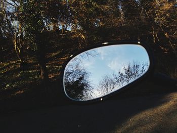 Reflection of trees on side-view mirror