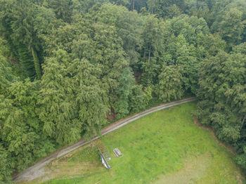 High angle view of pine trees in forest