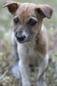 Close-up portrait of dog standing on field