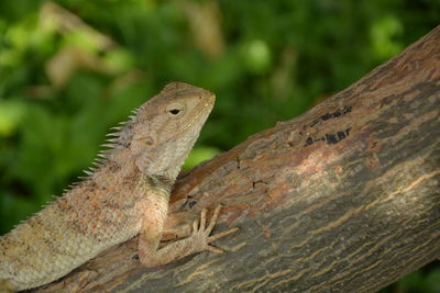 Close-up of a lizard on tree