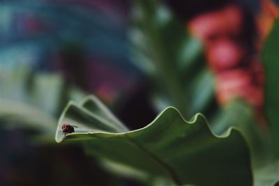 Close-up of green insect on plant