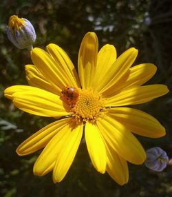 Close-up of yellow flower