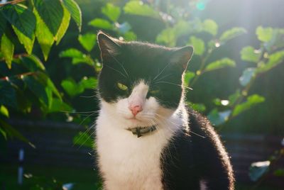 Close-up portrait of cat against trees