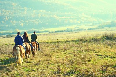 Horse grazing on field