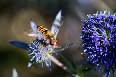 Close-up of hoverfly on blue flower