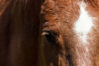 Close-up of a horse