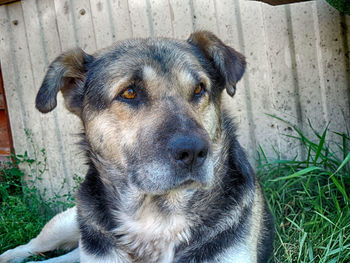Close-up portrait of dog sitting on field