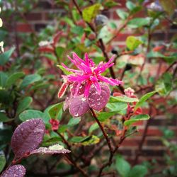 Close-up of flower blooming