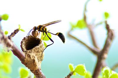 Close-up of insect on plant