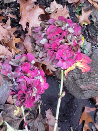 Close-up of pink flowers