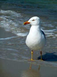 Birds in water