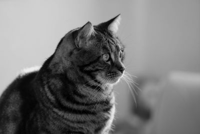 Close-up of a cat looking away at home