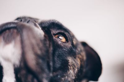 Close-up portrait of black dog